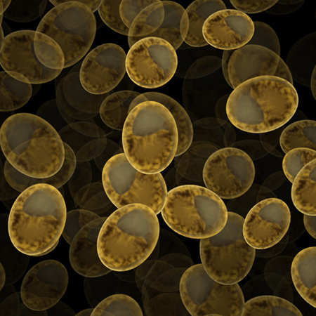 蔡氏蘇格蘭烈愛爾 - 004